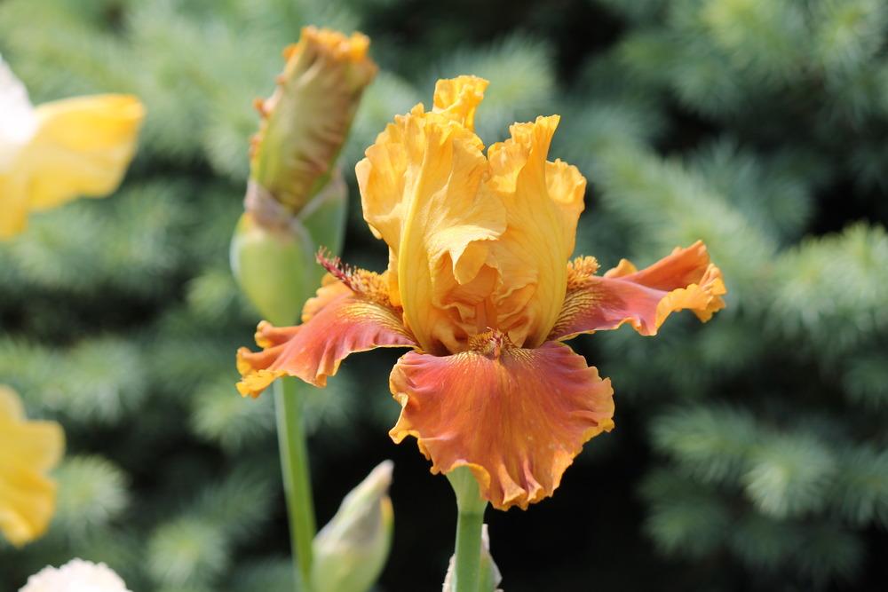 Photo of Tall Bearded Iris (Iris 'Blazing Beacon') uploaded by ARUBA1334