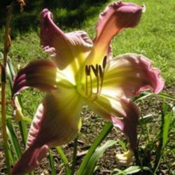 
Photo Courtesy of Cheryl's Daylilies. Used with Permission
