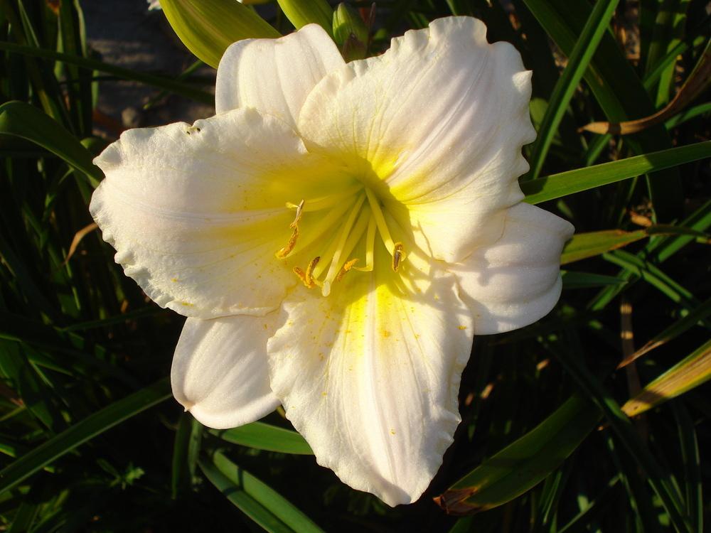 Photo of Daylily (Hemerocallis 'Nanuq') uploaded by petalsnsepals