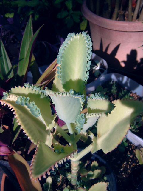 Photo of Mother of Millions (Kalanchoe laetivirens) uploaded by pod