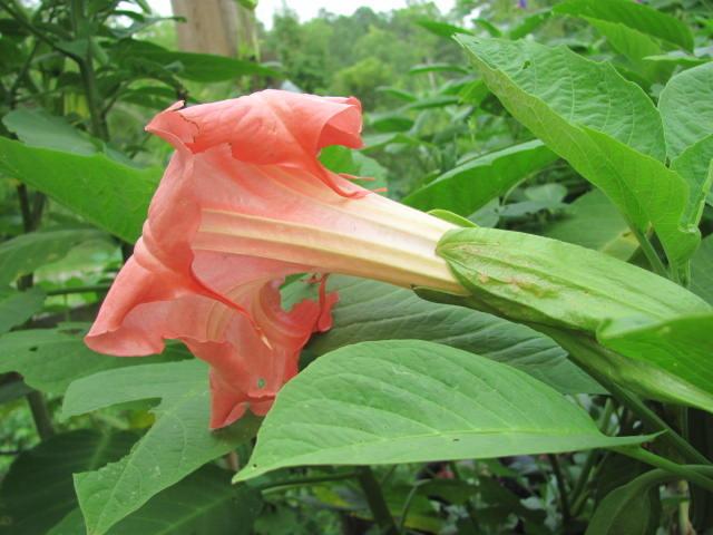 Photo of Angel Trumpet (Brugmansia 'Xena') uploaded by Ridesredmule