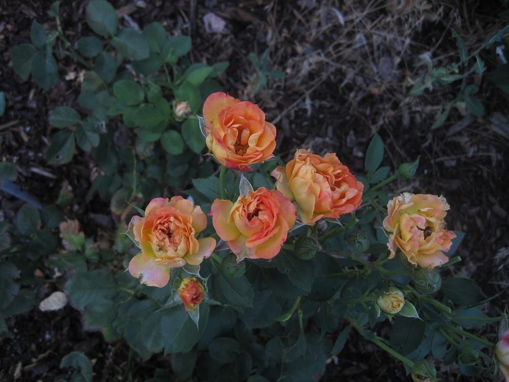 Photo of Rose (Rosa 'Halle') uploaded by Skiekitty