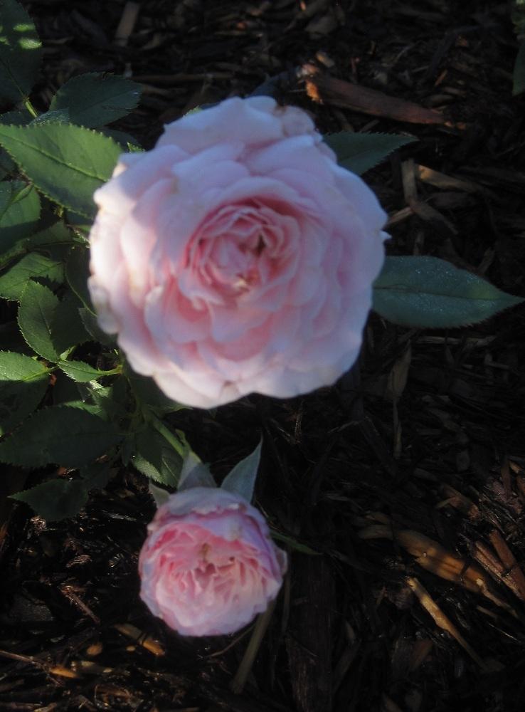 Photo of Rose (Rosa 'Our Lady of Guadalupe') uploaded by Skiekitty