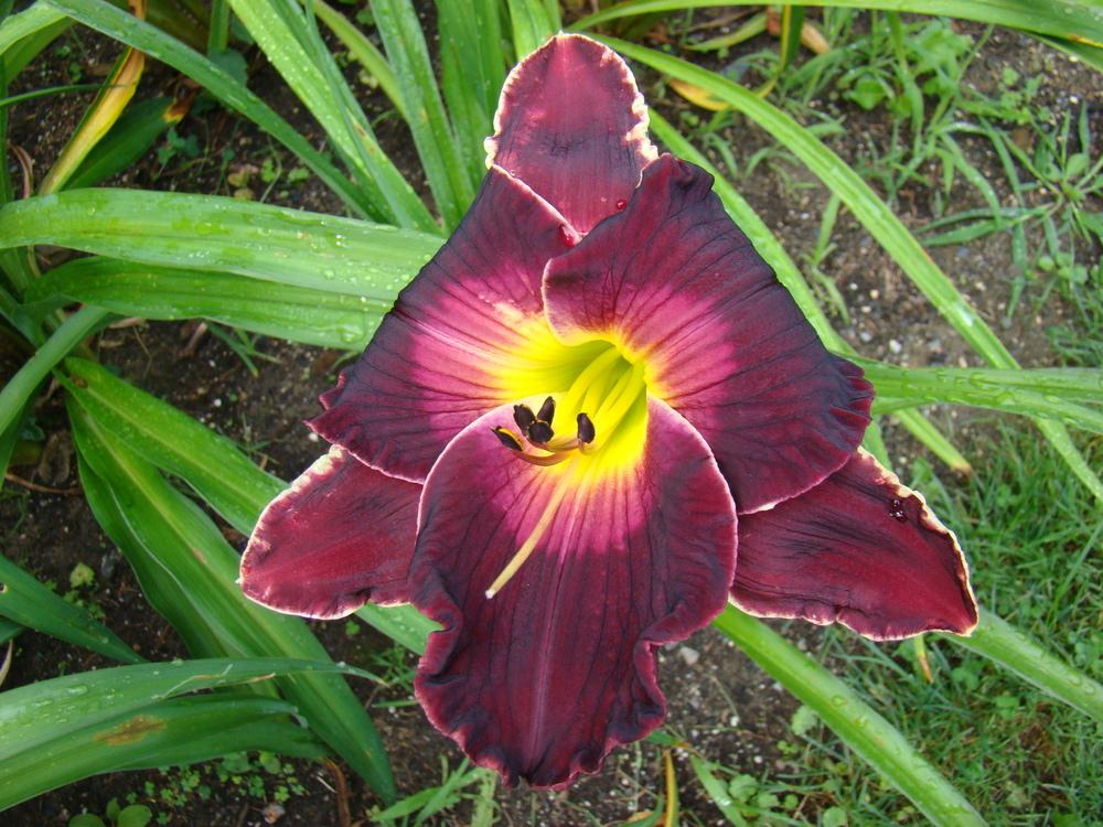 Photo of Daylily (Hemerocallis 'Flirting with Disaster') uploaded by nh4me