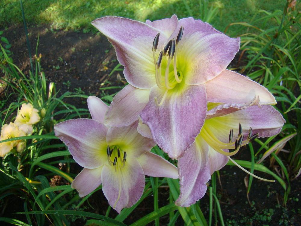 Photo of Daylily (Hemerocallis 'What a Day for a Daydream') uploaded by nh4me