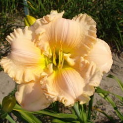 Location: Currie's Daylily Farm-Whittemore Mi.
Date: 2012-07-13
Heaven's Edge