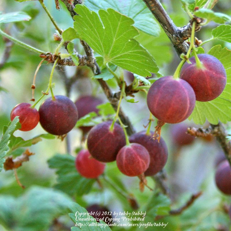 Photo of Gooseberry (Ribes uva-crispa) uploaded by tabby