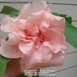Location: My garden in Kalama, Wa. Zone 8
Date: 2012-08-02
Darkens to a deeper pink as it ages. Fragrance is just heavenly.