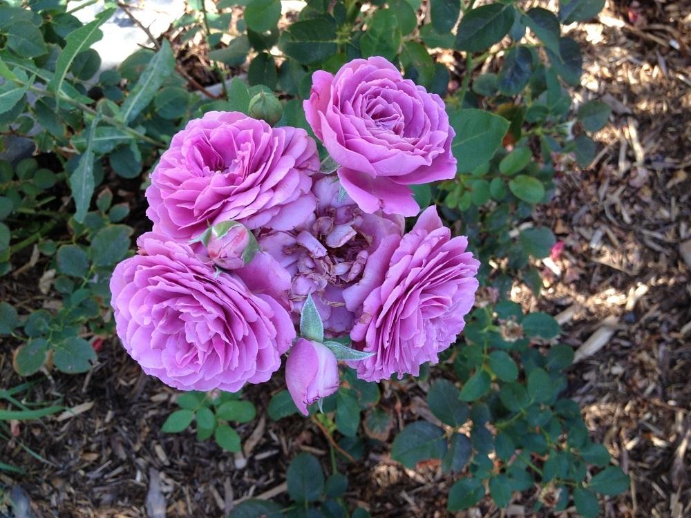 Photo of Rose (Rosa 'Magenta') uploaded by Skiekitty