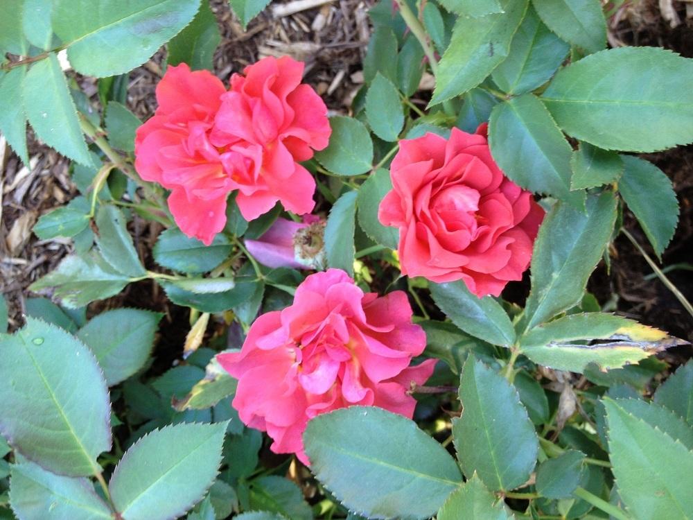 Photo of Floribunda Rose (Rosa 'Cinco de Mayo') uploaded by Skiekitty