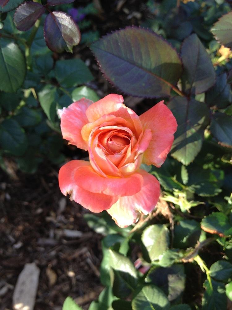 Photo of Rose (Rosa 'Octoberfest') uploaded by Skiekitty