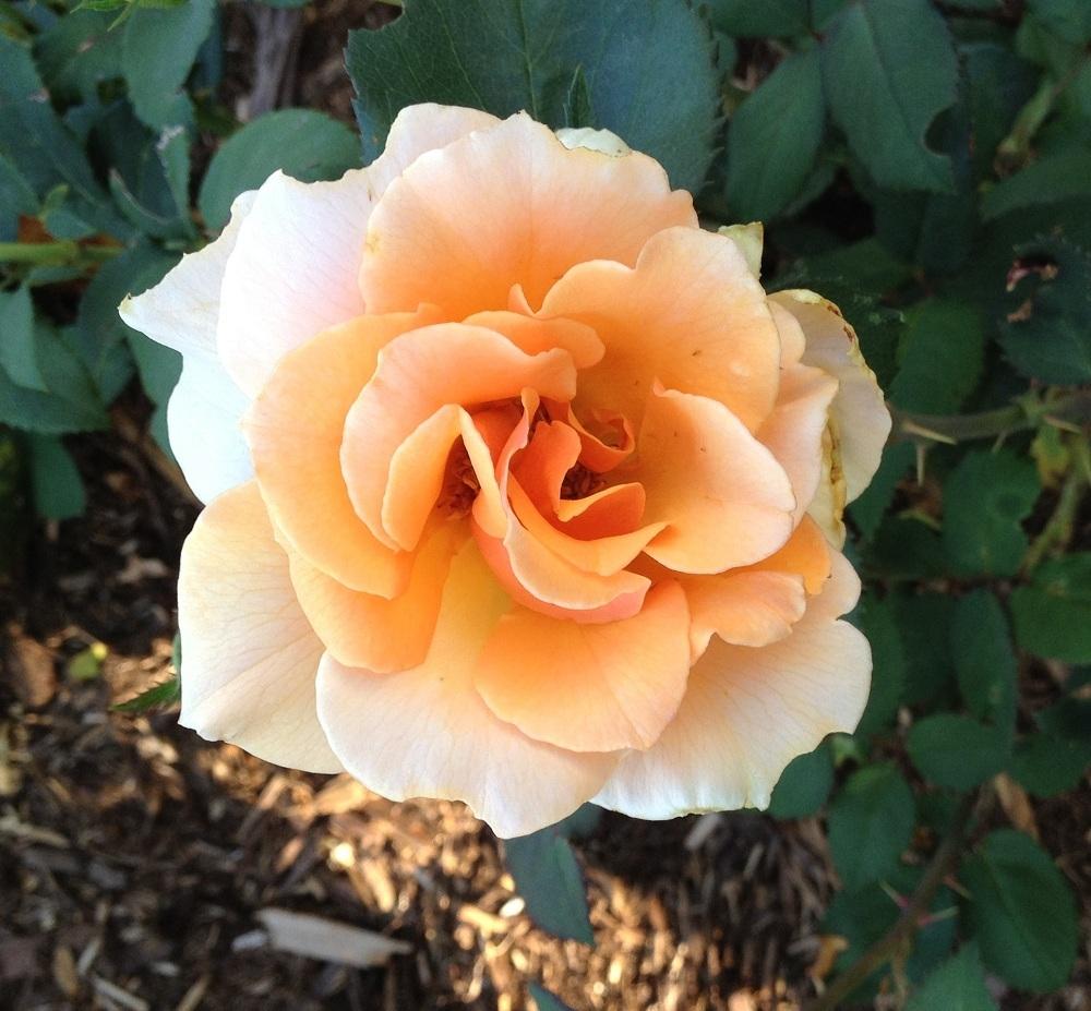 Photo of Rose (Rosa 'Brandy') uploaded by Skiekitty