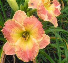 Photo of Daylily (Hemerocallis 'Frequent Comment') uploaded by Joy