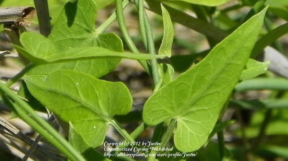 Photo of Climbing Milkweed Vine (Funastrum cynanchoides) uploaded by Justin