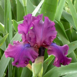 Location: Western Kentucky
Date: April 2012
An utterly beautiful Iris -- almost neon in it's coloring!!