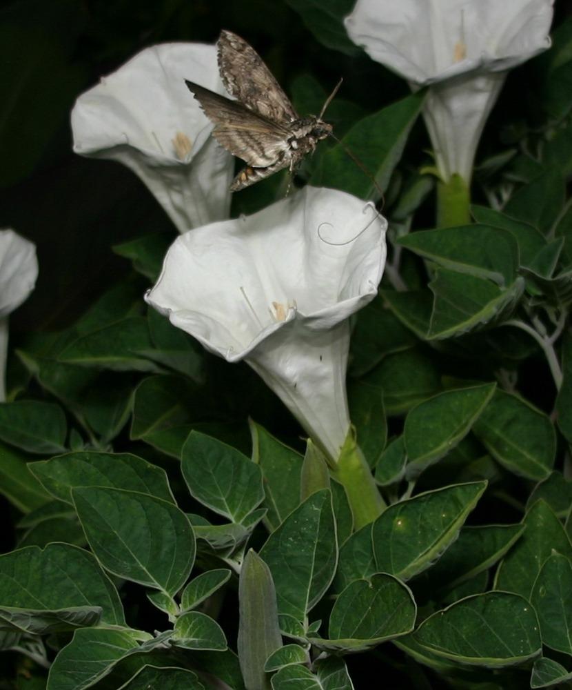 Photo of Jimson Weed (Datura innoxia) uploaded by dave