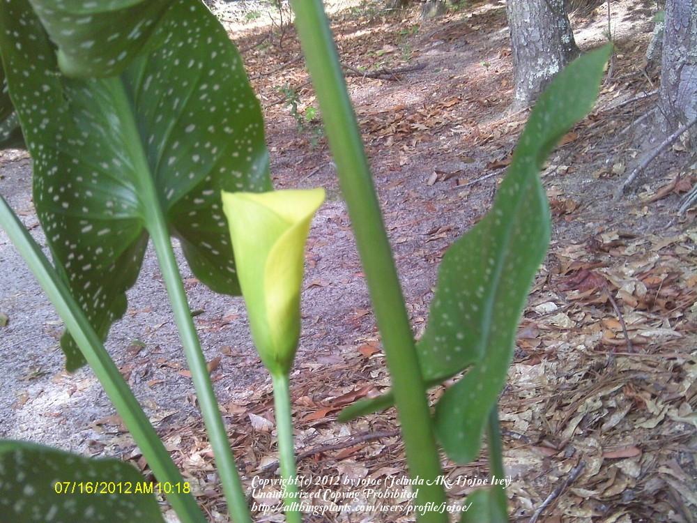 Photo of Yellow Calla Lily (Zantedeschia elliottiana) uploaded by jojoe