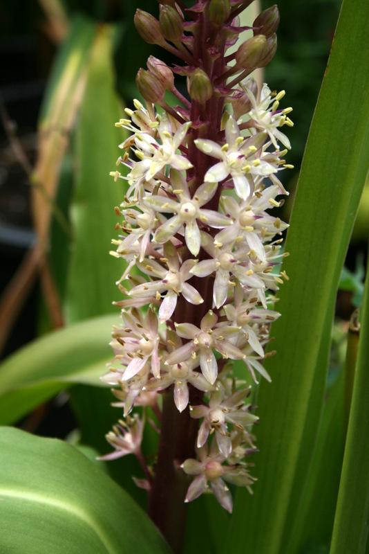 Photo of Pineapple Lily (Eucomis) uploaded by Calif_Sue