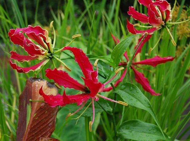 Photo of Gloriosa Lily (Gloriosa superba) uploaded by Cinta