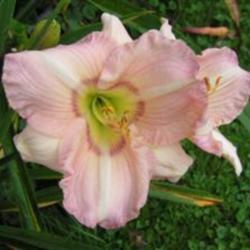
Photo Courtesy of Cheryl's Daylilies. Used with Permission