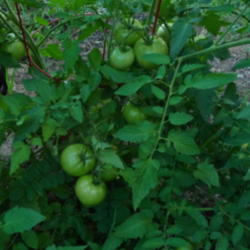Location: Indiana  Zone 5
Date: 2012-08-05
unripe fruit