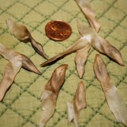 Location: Fountain, Florida
Date: 2012-08-05
seeds remind me of tadpoles