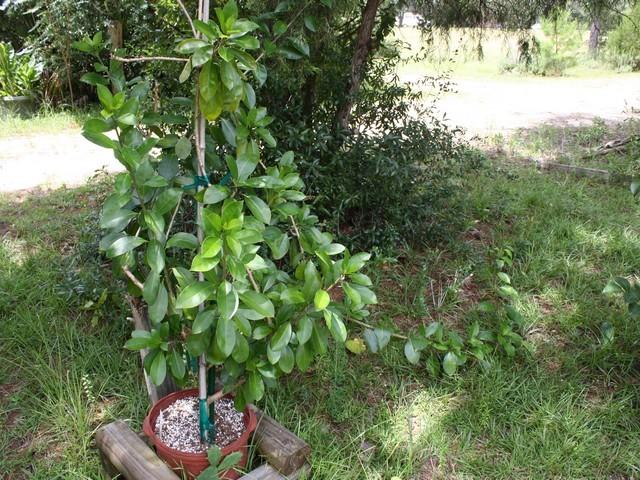 Photo of Chalice Vine (Solandra grandiflora) uploaded by gingin