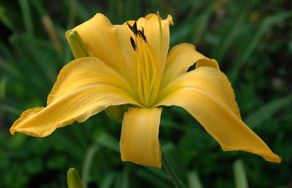 Photo of Daylily (Hemerocallis 'Miss Goldie Gold Digger') uploaded by shive1