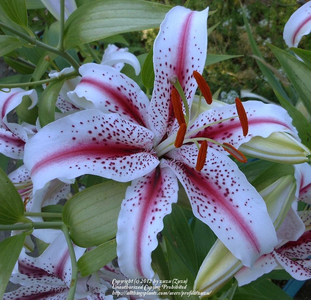 Photo of Oriental Lily (Lilium 'Dizzy') uploaded by zuzu