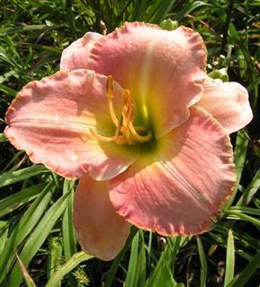 Photo of Daylily (Hemerocallis 'Calcasieu Rose') uploaded by Joy