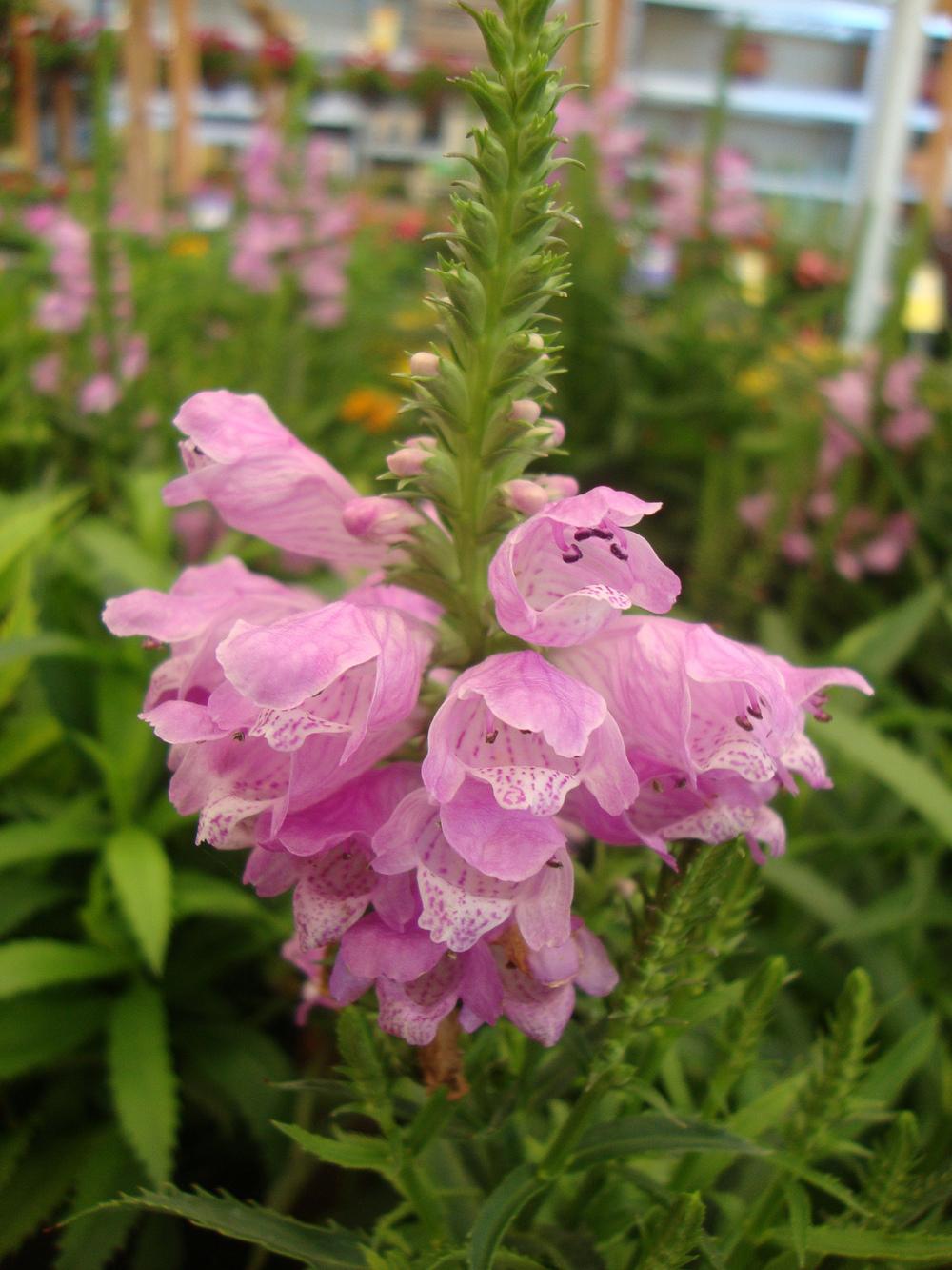Photo of Obedient Plant (Physostegia virginiana 'Vivid') uploaded by Paul2032
