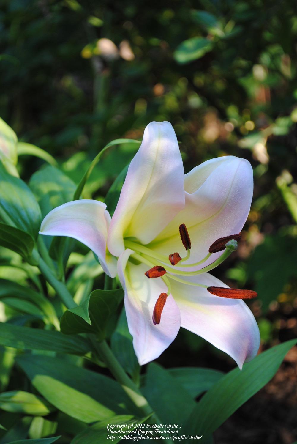 Photo of Lilies (Lilium) uploaded by chelle