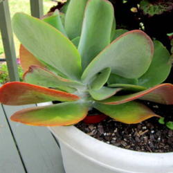 Location: Sun Zone 6a
Date: 2012-08-05
I have this plant in a container.It will come inside for the wint