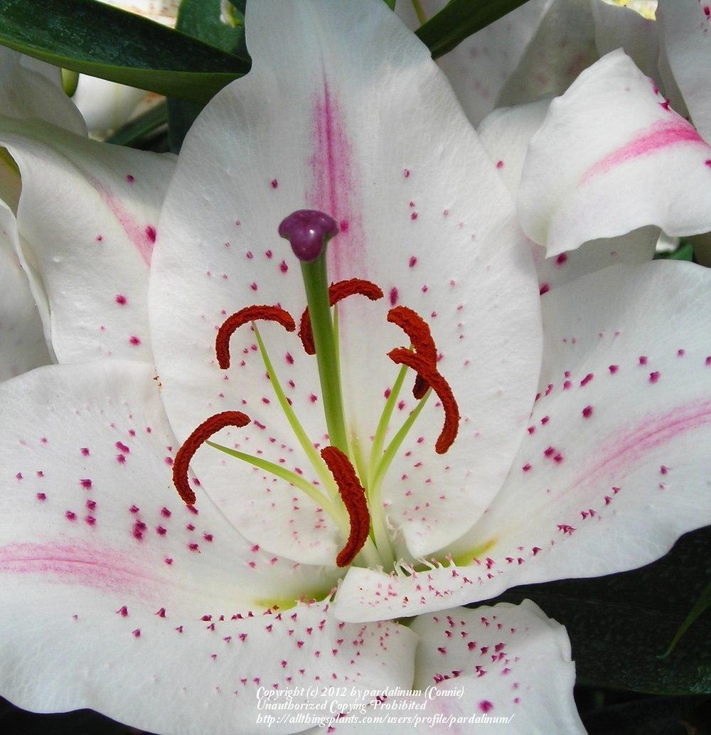 Photo of Lilies (Lilium) uploaded by pardalinum