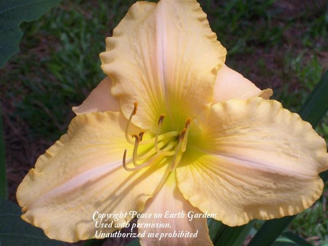 Photo of Daylily (Hemerocallis 'Queen Empress') uploaded by vic