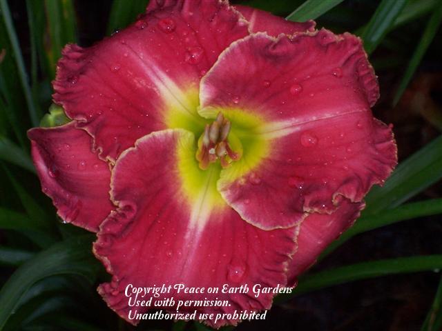 Photo of Daylily (Hemerocallis 'Red Done Right') uploaded by vic