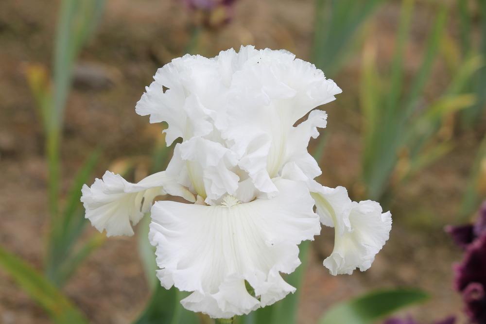 Photo of Tall Bearded Iris (Iris 'My Beloved') uploaded by ARUBA1334