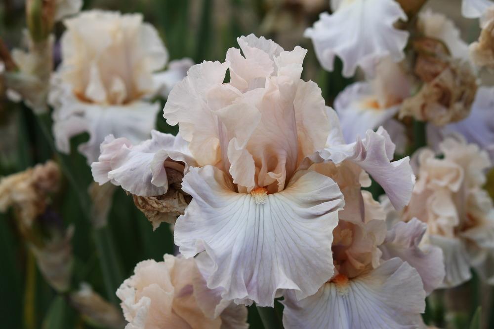 Photo of Tall Bearded Iris (Iris 'I Hope You Dance') uploaded by ARUBA1334