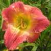 Photo Courtesy of Cheryl's Daylilies. Used with Permission