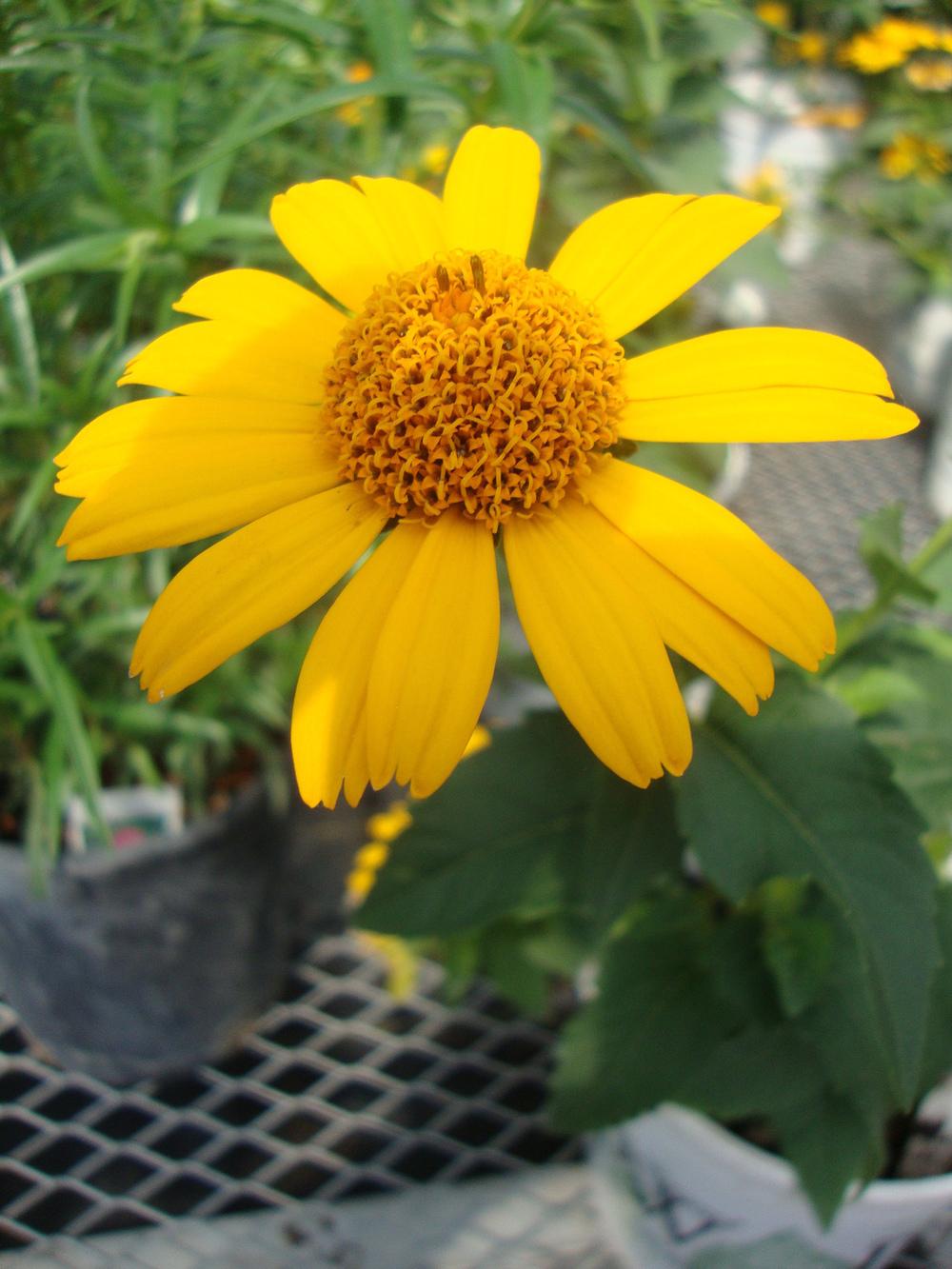 Photo of Smooth Ox-Eye (Heliopsis helianthoides 'Tuscan Sun') uploaded by Paul2032