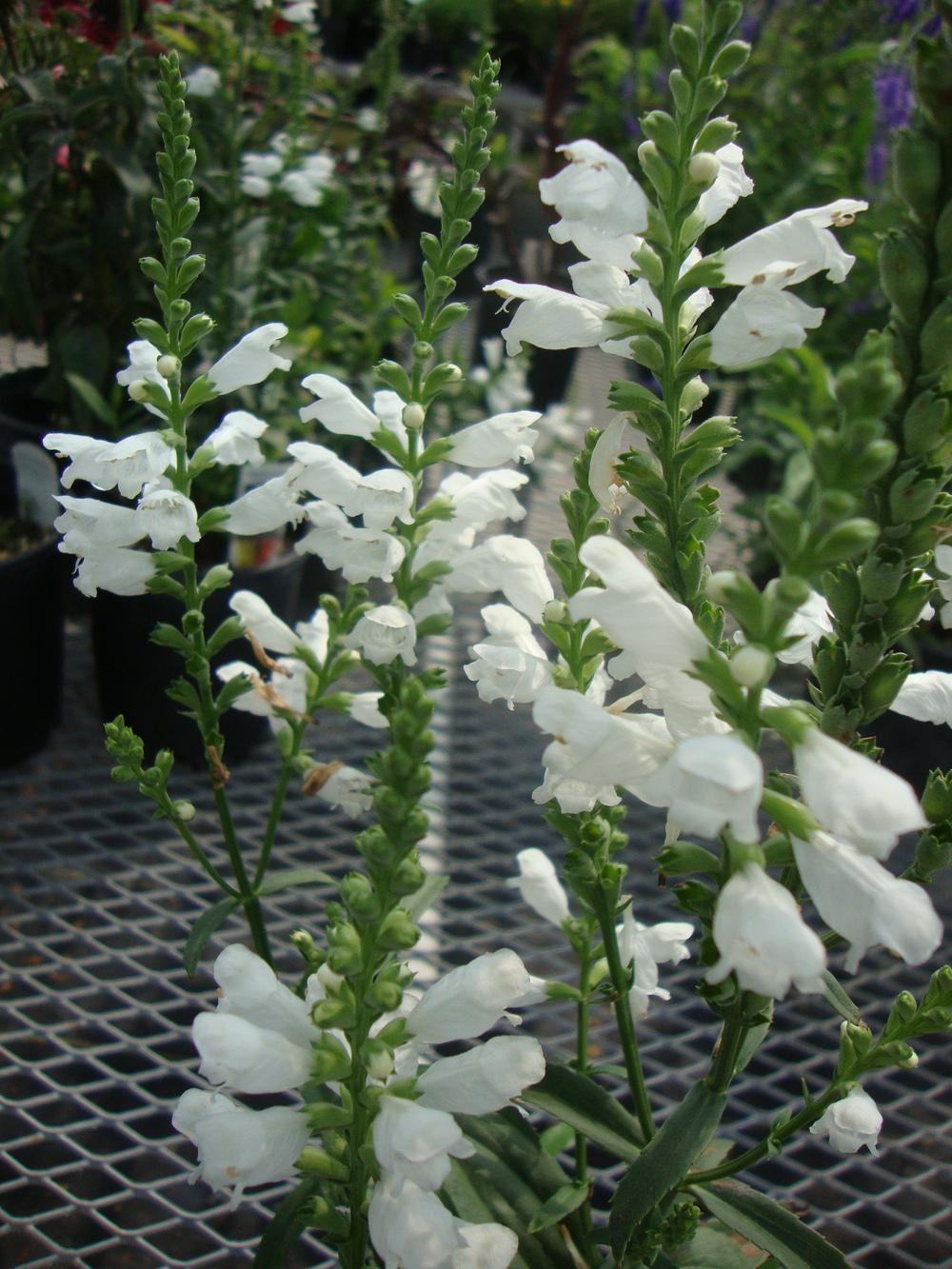 Photo of Obedient Plant (Physostegia virginiana 'Summer Snow') uploaded by Paul2032