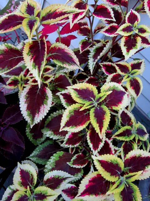 Photo of Coleus (Coleus scutellarioides 'Beckwith's Gem') uploaded by ge1836