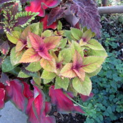 Location: Part Shade z6
Date: 2012-08-07
Paired in this container with Caladium Florida Red Ruffles,coleus