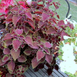 Location: Sun Zone 6a
Date: 2012-08-05
This is a vigerous grower.The colors are subtle and change as the