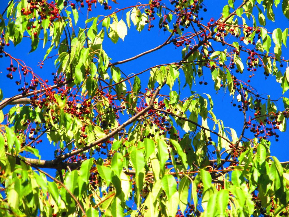 Photo of Chokecherry (Prunus virginiana) uploaded by jmorth