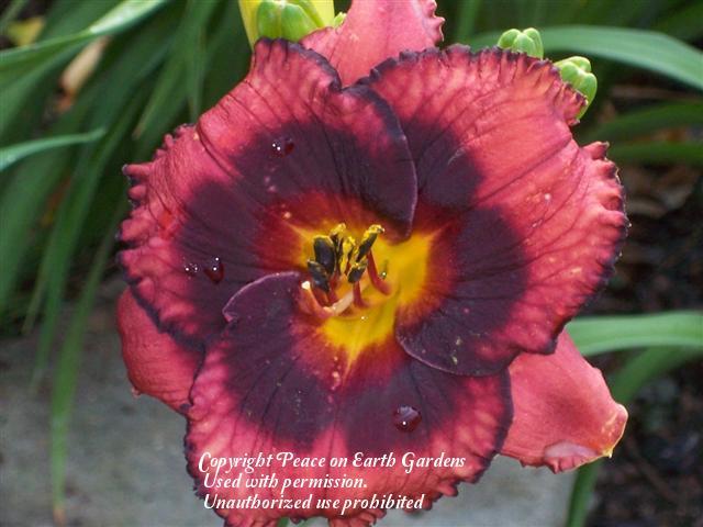 Photo of Daylily (Hemerocallis 'Spacecoast Technical Knock Out') uploaded by vic