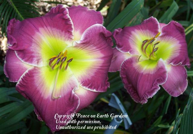 Photo of Daylily (Hemerocallis 'Song Triumphant') uploaded by vic