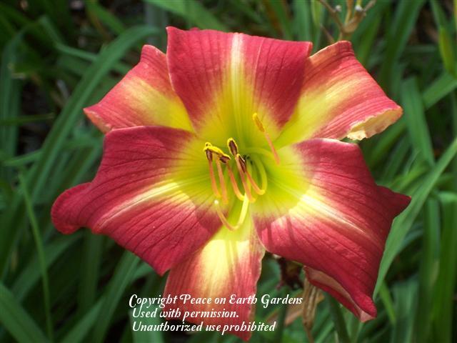Photo of Daylily (Hemerocallis 'Ribbons and Curls') uploaded by vic