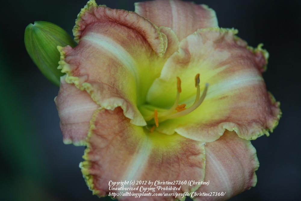 Photo of Daylily (Hemerocallis 'Dipped In Honey') uploaded by Christine27360