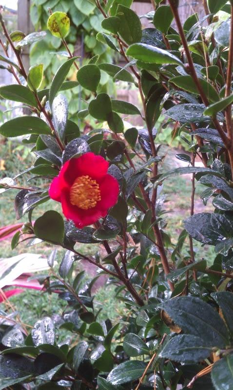 Photo of Camellia (Camellia sasanqua 'Yuletide') uploaded by ShadyGreenThumb